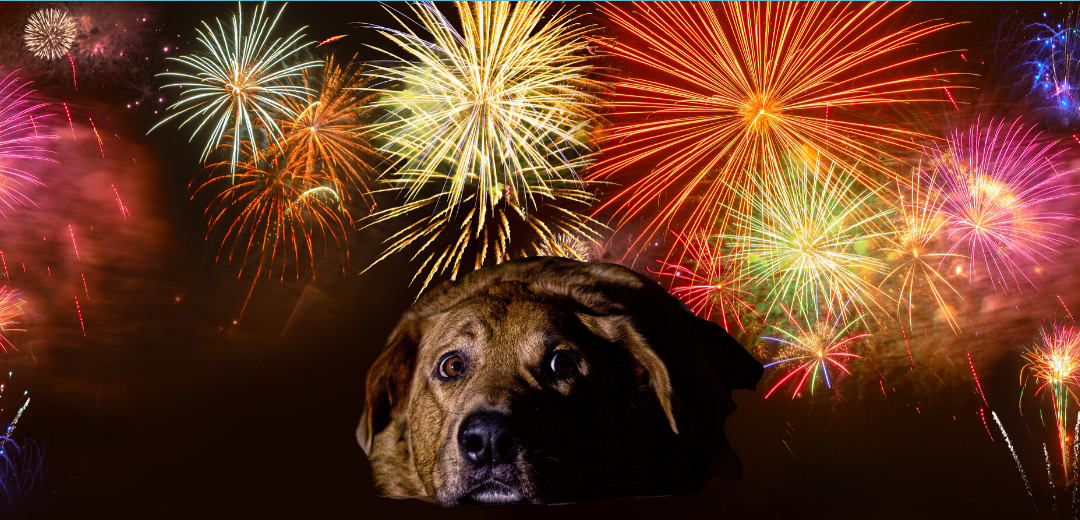 Firework Phobias
