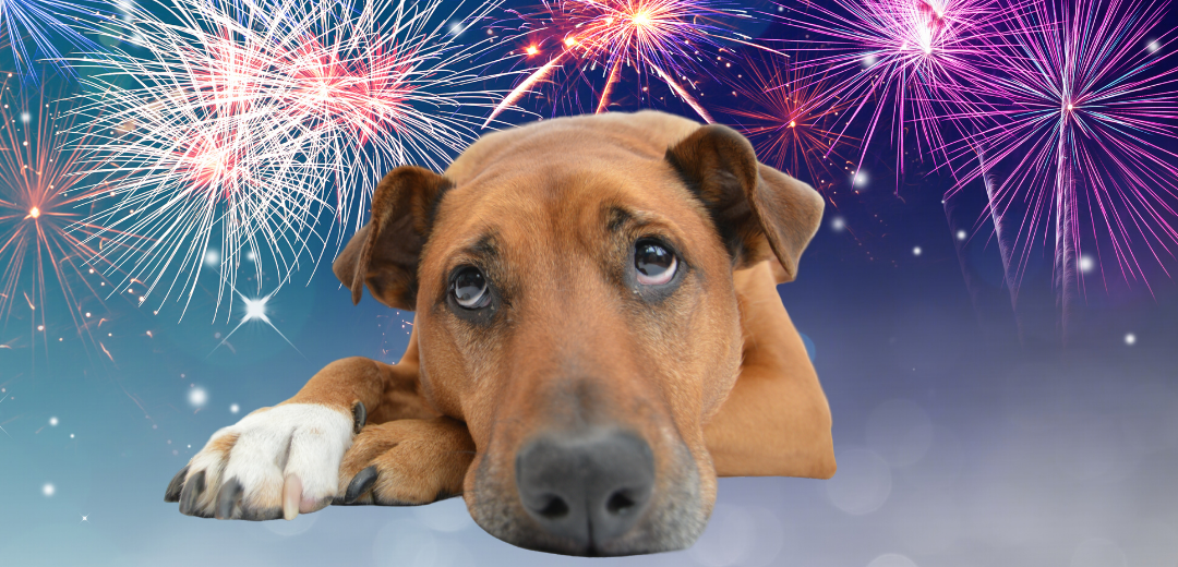 Why some animals get firework phobia | Cam4Animals