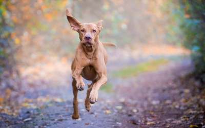 Herbal Medicine in Canine Sports Medicine and Rehabilitation