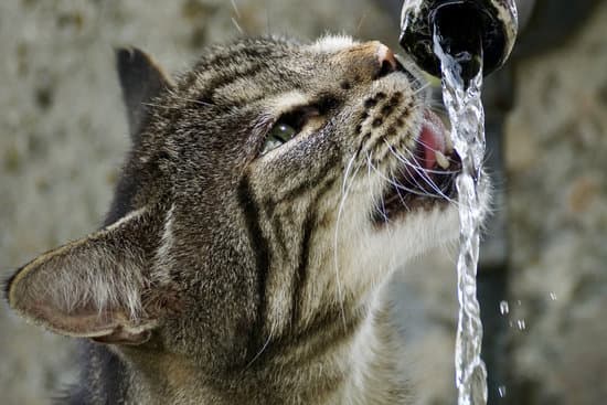 Tabby cat drinking from tap