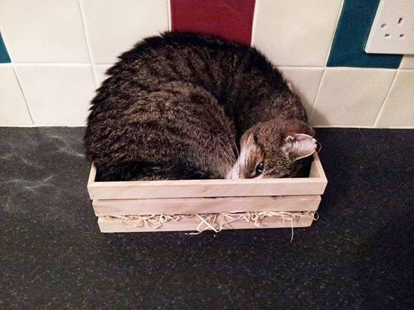 Tabby cat in a very small box
