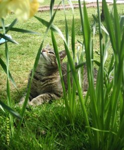 Tabby cat watches daffodil
