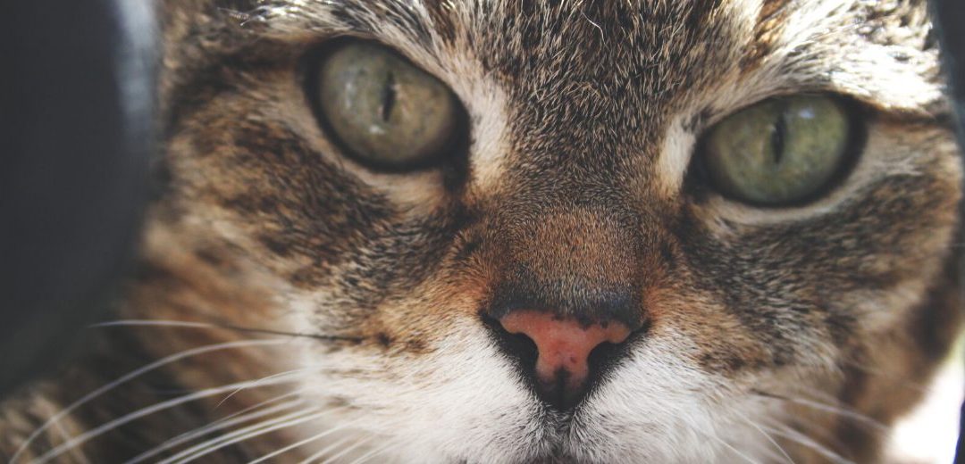 Shere Khan the tabby cat who thrived on homeopathy