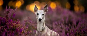 Scout the whippet