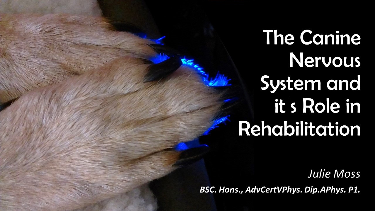 The canine nervous system and its role in rehabilitation