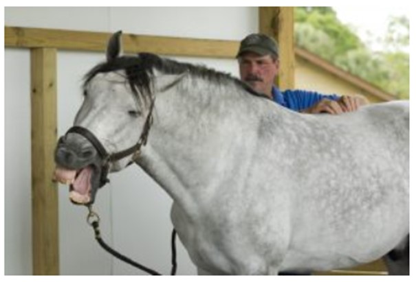 Dapple grey horse yawns as he receives Masterson Method treatment from Jim Masterson. This is a sign of the horse releasing tension.