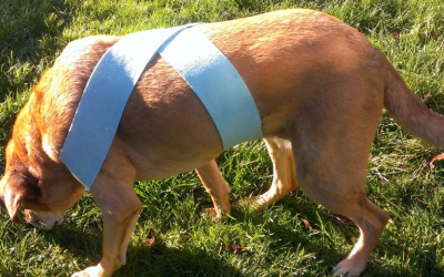 Canine Elbow Dysplasia