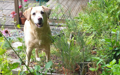 Enrichment Gardens for Dogs