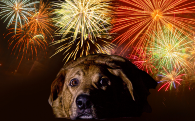 Fireworks: Tips for Terrified Dogs