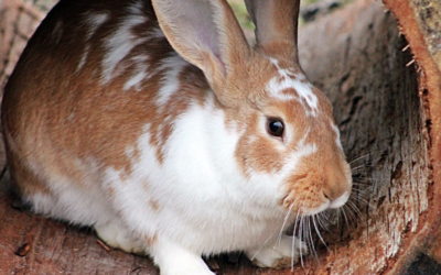 10 Things To Consider Before Getting a Bunny