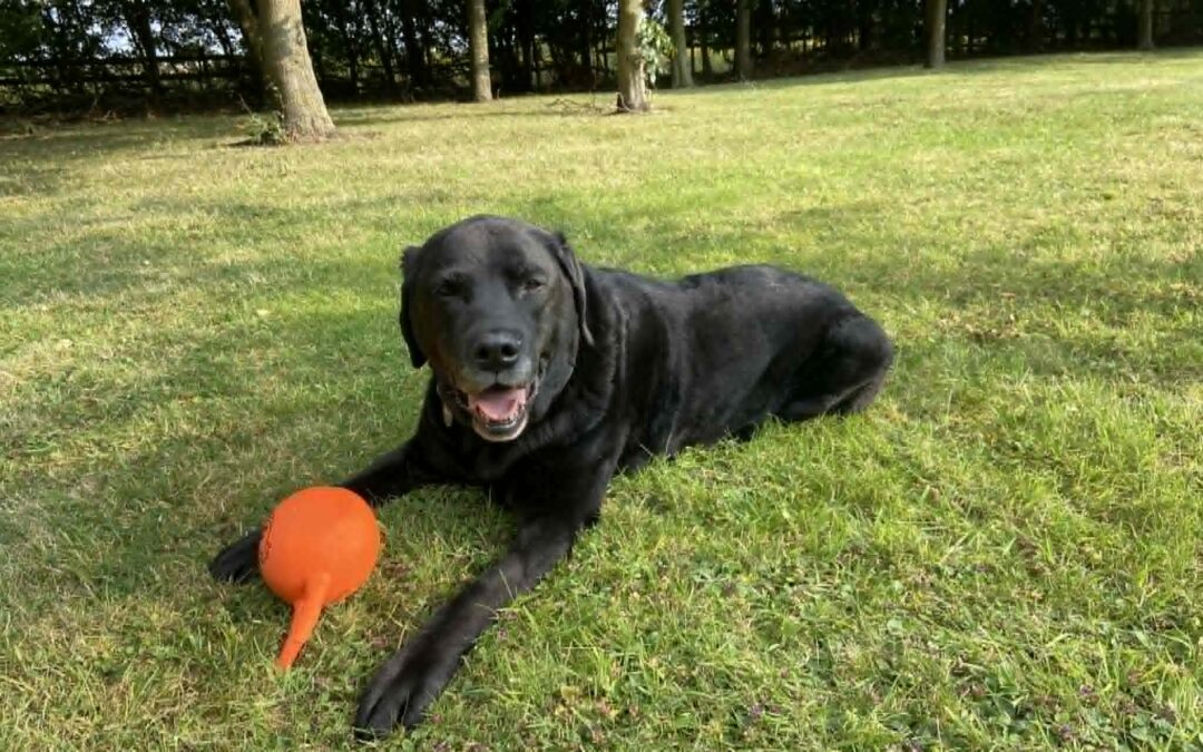 Blake the dog with his toy