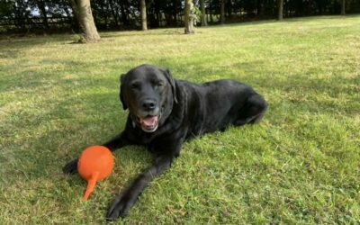 A Clinical Reflection on Myofascial Release