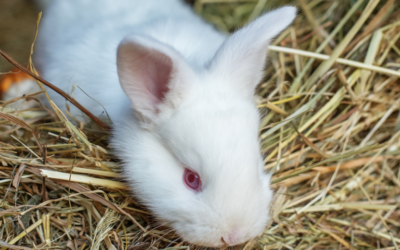Getting Your Rabbit’s Diet Right