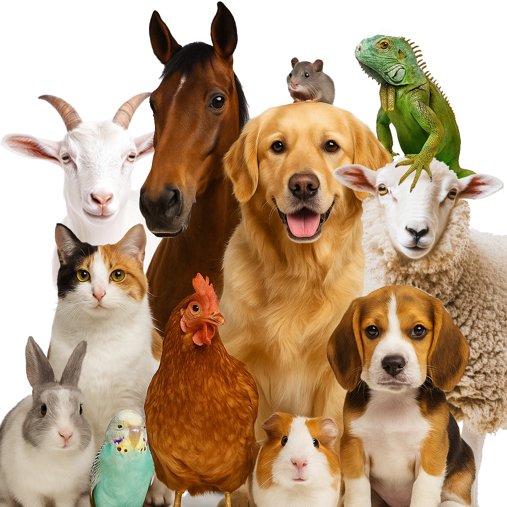 The CAM Animals