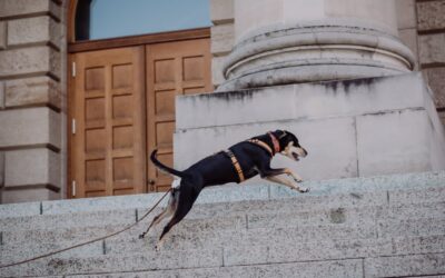 Pet-Trailing and its Role in Holistic Vet Care