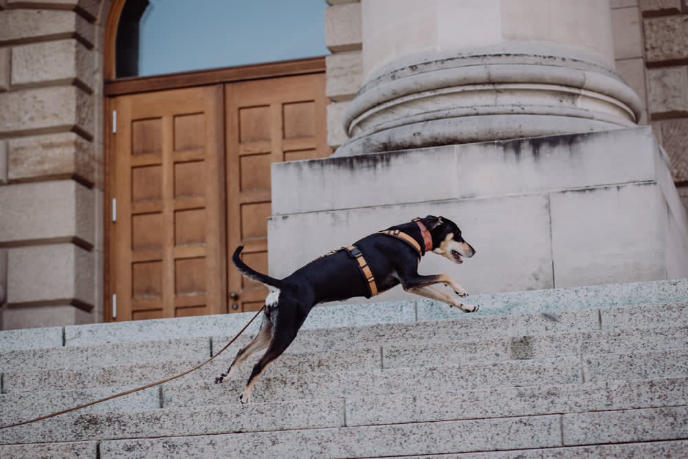 A black dog with pale brown and white legs on a long lead at full stretch as she leaps up some stone steps outside a large city building as she approaches the target in her man-trailing or pet-trailing role